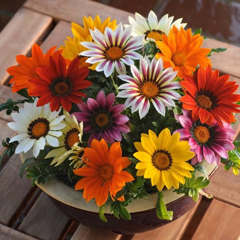 Benih Bibit Biji - Bunga Gazania Mix Sunshine Treasure Flower Seeds - IMPORT