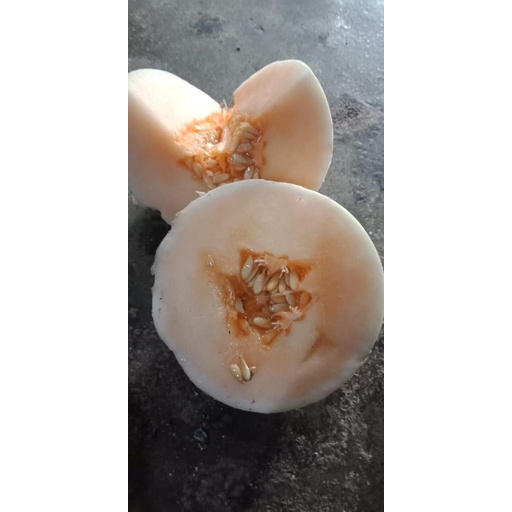 Benih Biji Bibit Melon Persefon Variety 165 Semi Oval Non Net @10gr