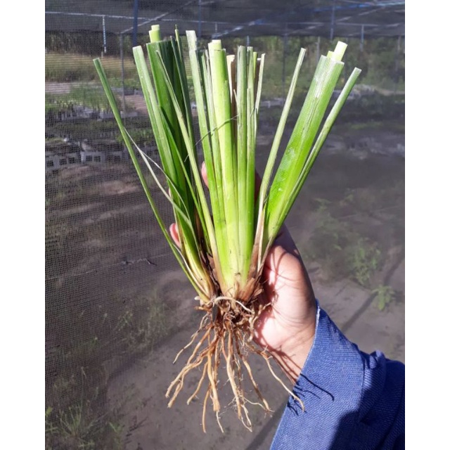 Tanaman herbal akar wangi / narwastu / akar rumput wangi / serai akar wangi / Chrysopogon zizanioide