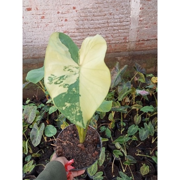 colocasia yellow splash