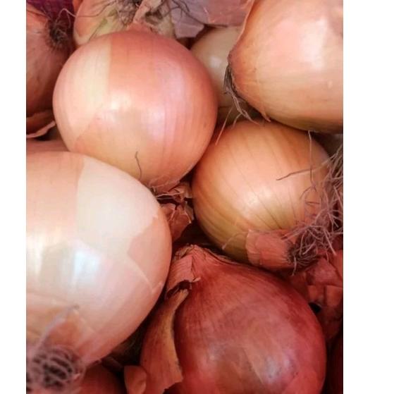 

KODEa1A9m--Bawang bombay super murah 1kg