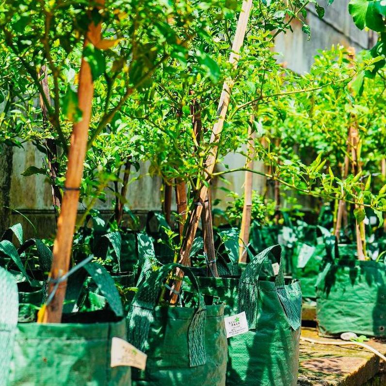 ㄳZ Eco Pack Planter Bag 100 150 200 Liter Green Original Premium (Bukan Recycle) BIG SALES 3679 ⌘