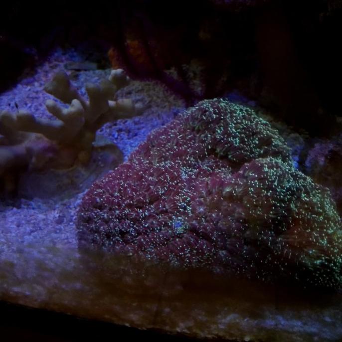 

coral karang koreng coklat tip ijo Ramai sekali