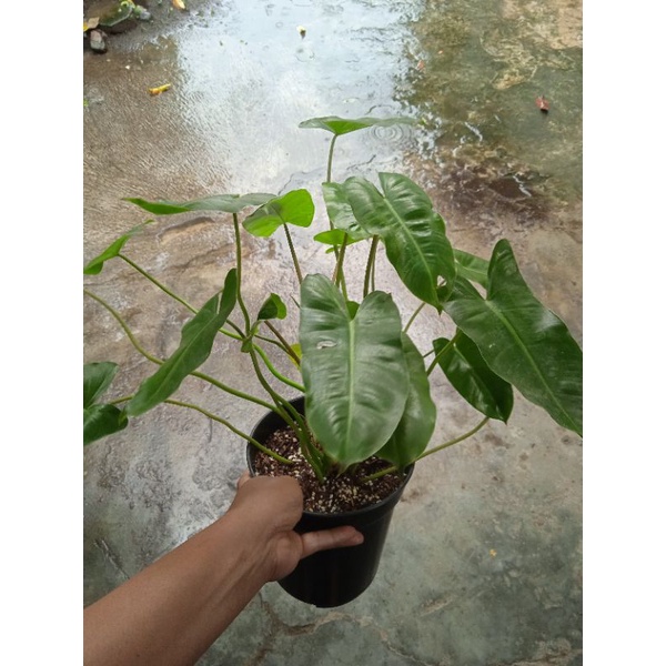 philo brekele burlemarx ekonomis