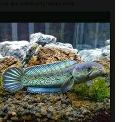 stewarti carbi15cm mainan