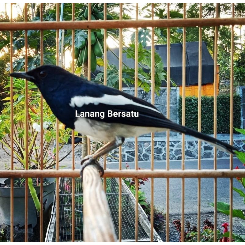 Burung kacer kalimantan grade A prospekan sudah makan voer total