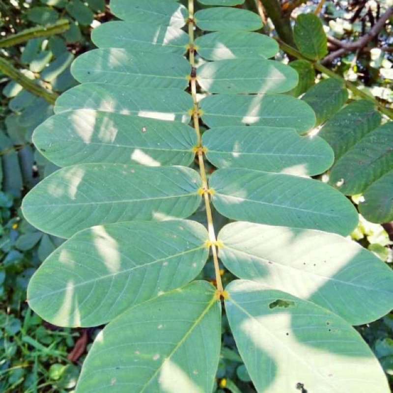 

daun kimanila ketepeng cina segar