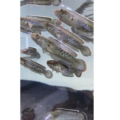 Big Sale Baby stewartii grade A dot melimpah rim tebal size 8 9 10,