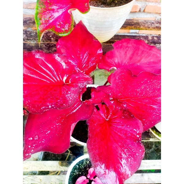 Bunga Caladium Keladi Hias Red Hot Merah Merona