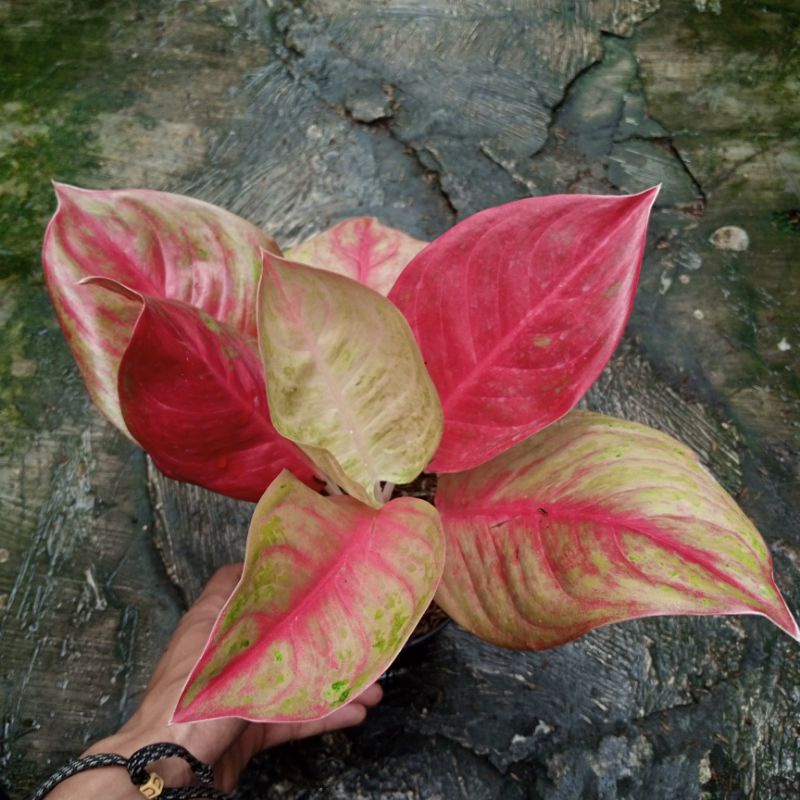 Aglaonema Red Exotic