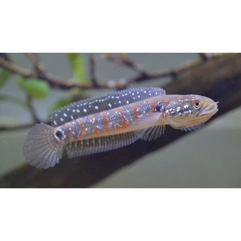 Channa Asiatica Red Strip 14ceem