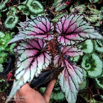 Tanaman Hias Begonia Ungu / Begonia bambo / begonia rex import