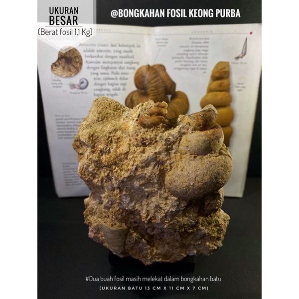 Bongkahan Fosil Keong Temuan B93 atau Fosil Kerang atau Kol Buntet Fosil atau Fosil Gastropoda