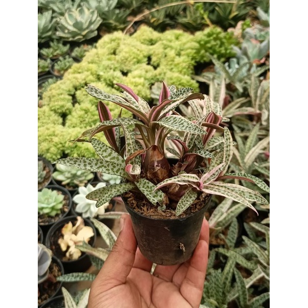 Sekulen lidah katak varigata