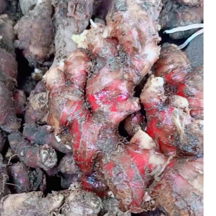 

Langsung pesan--1 KG JAHE MERAH MEDAN -JAHE JAWA JAHE MERAH TUA ORIGINAL Asli