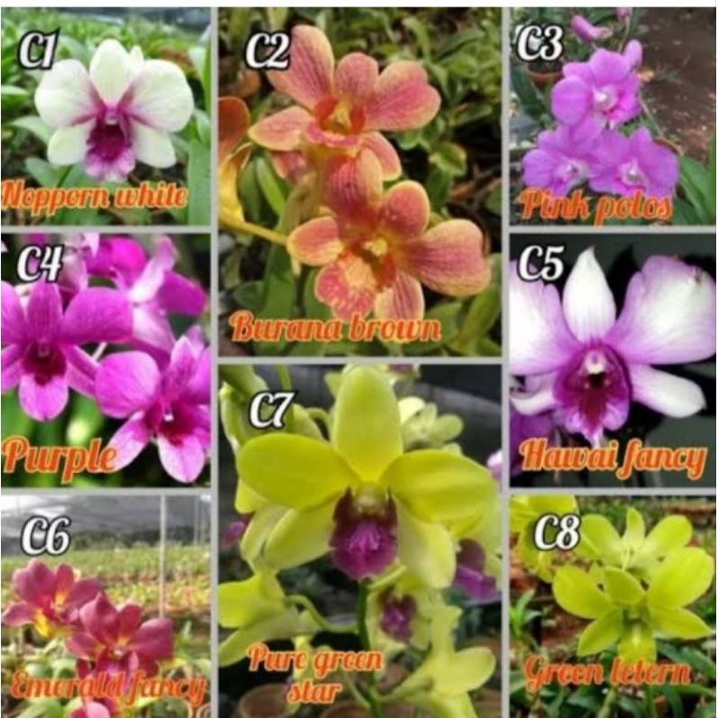 dendrobium pasca bunga/ habis bunga