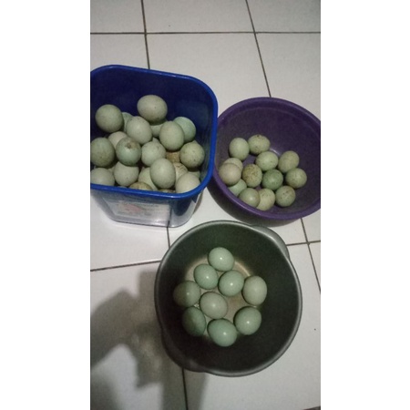 

TELOR BEBEK MENTAH TAWAR