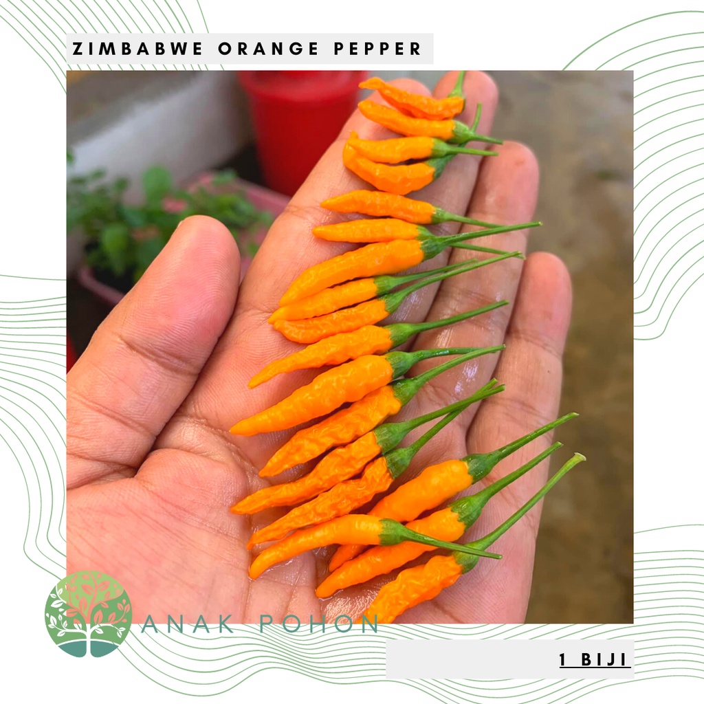 Benih Bibit Biji - Cabai Zimbabwe Orange Cabe Pepper Seeds