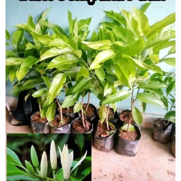 Bibit Bunga Kantil Putih Asli