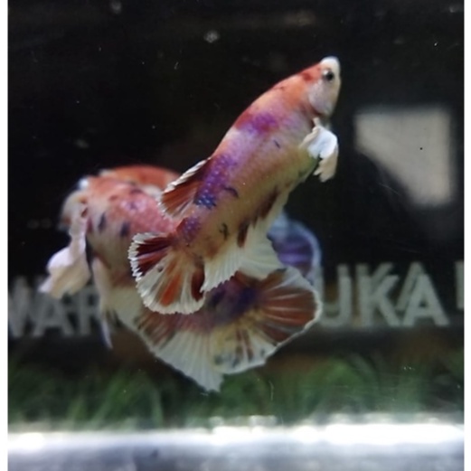 HIASAN AKUARIUM SEPASANG DUMBO EAR MULTI/PKDE MULTICOLOR SIAP BREED 100% REALPICT (DEMP1)