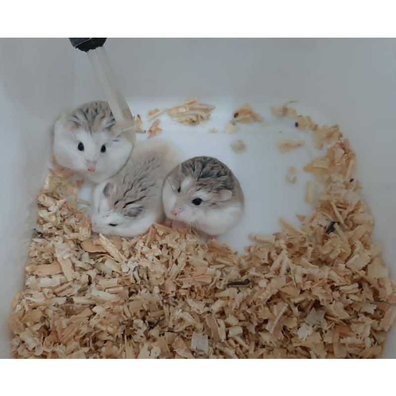 DIJUAL HAMSTER ROBO ROBOROVSKI ROBOVSKI BISA COD SOLO SURAKARTA DAN SEKITARNYA