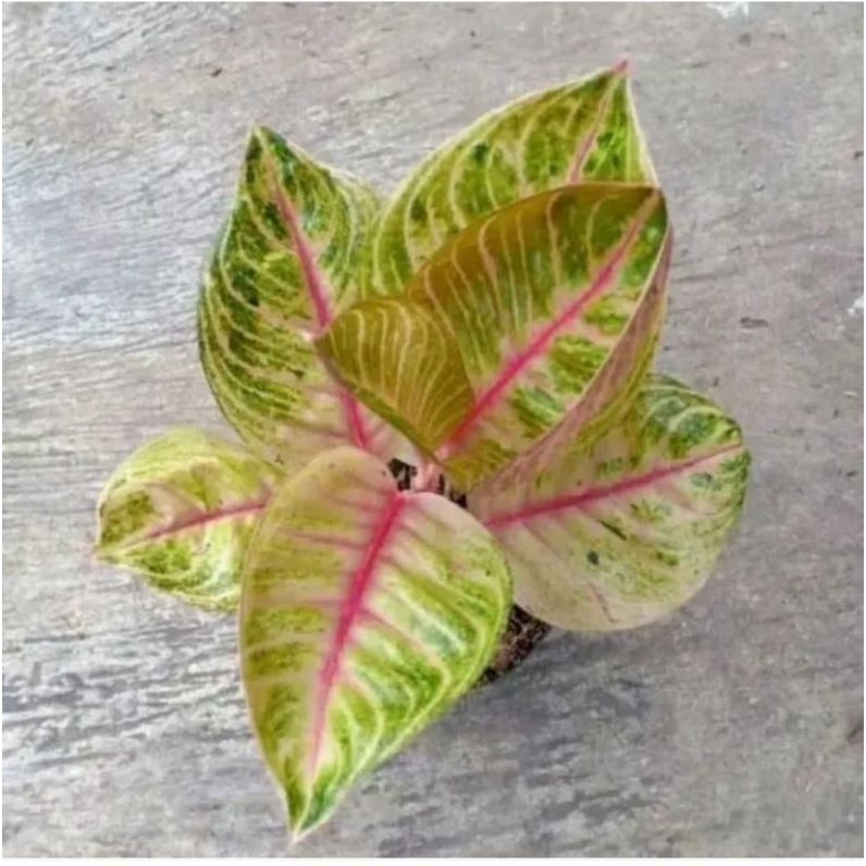 tanaman aglonema moonlight anakan