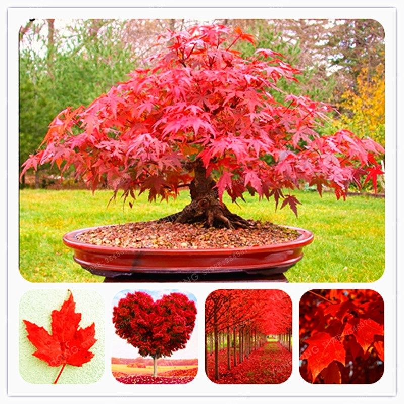 Benih Bibit Biji Pohon Bonsai Mini Langka Fuji Wisteria Maple Japanese Pinus BLUESKY Sakura Unik