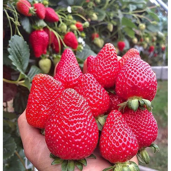 bibit strawberry jumbo manis bibit segar bibit strawberry unggulan cod
