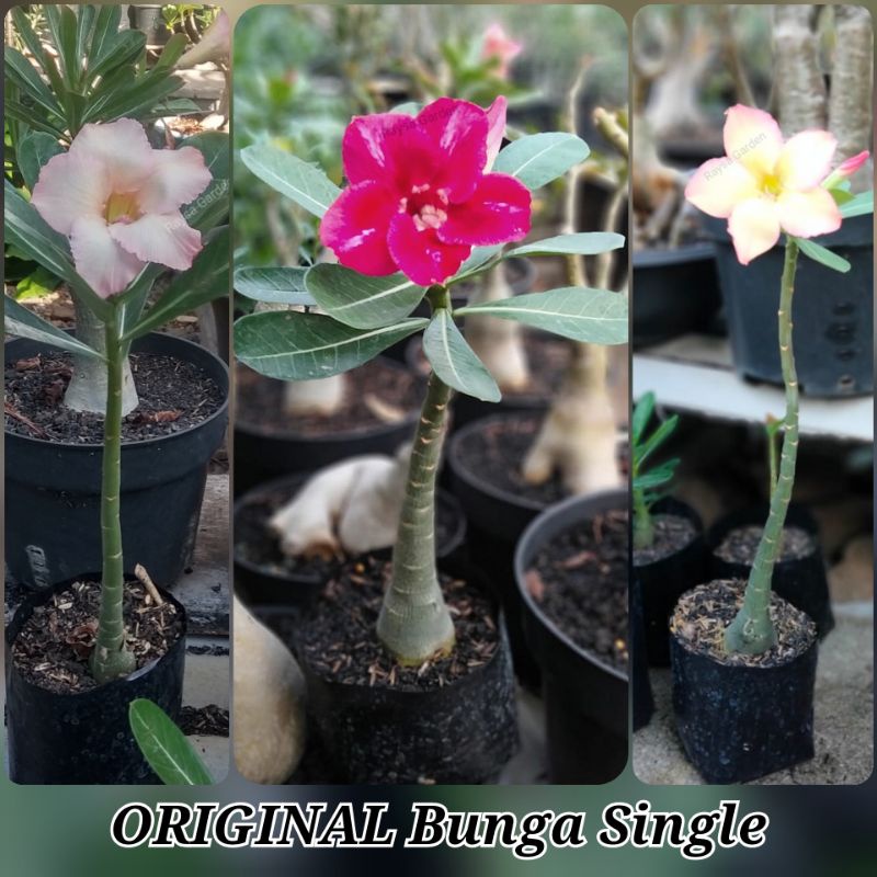 adenium bunga single Original