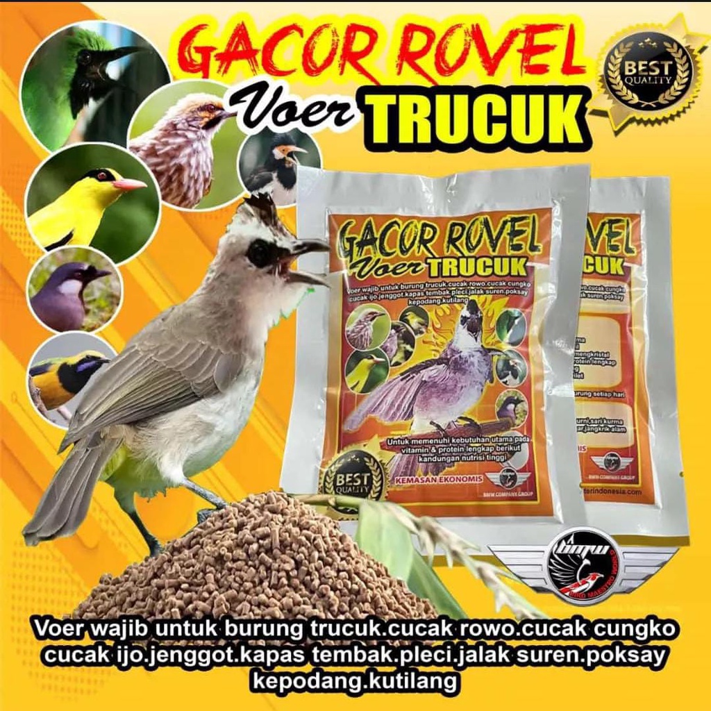 VOER TRUCUK PAKAN BURUNG TROCUK ATAU TRUCUKAN