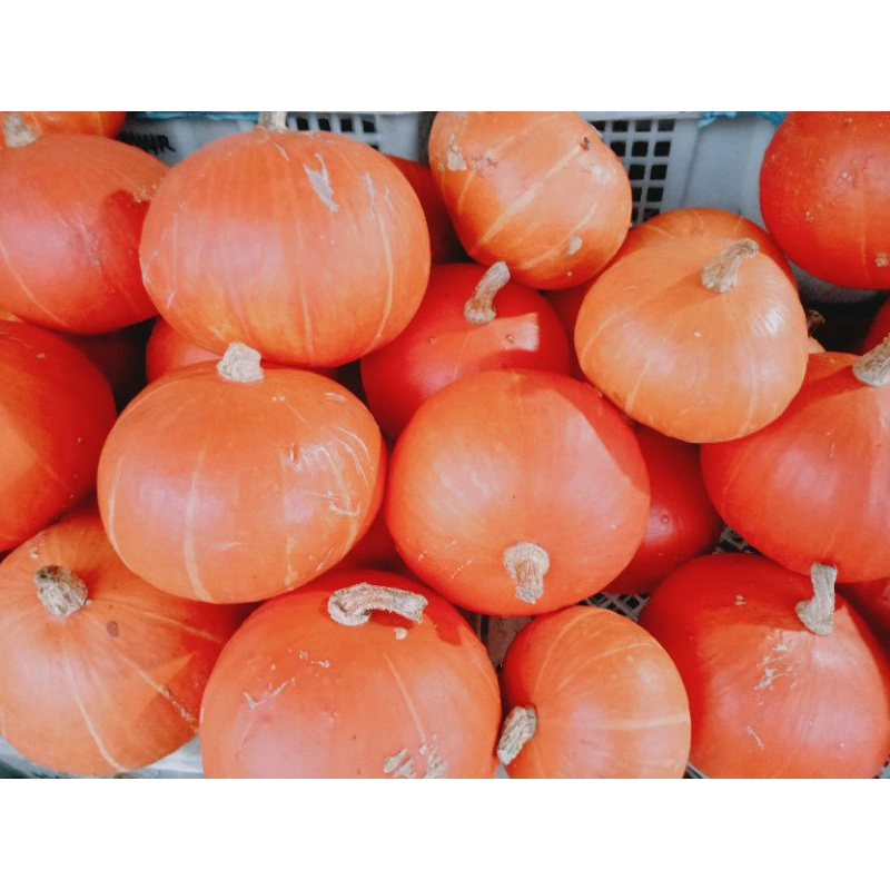 

Labu kaboca/ labu pumpkin/ labu jepang