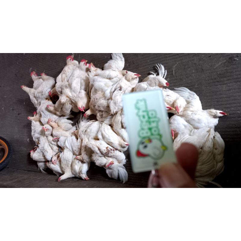 

Jual Daging Ayam Pejantan Jogja Fresh Segar Murah