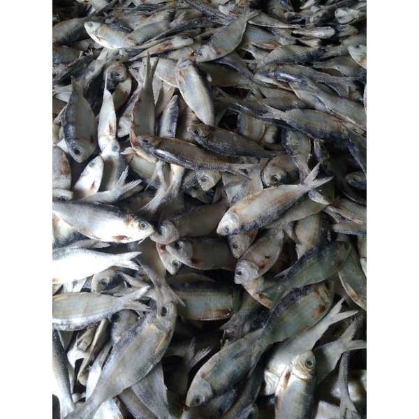

TEMBANG ETOK ISI 1KG