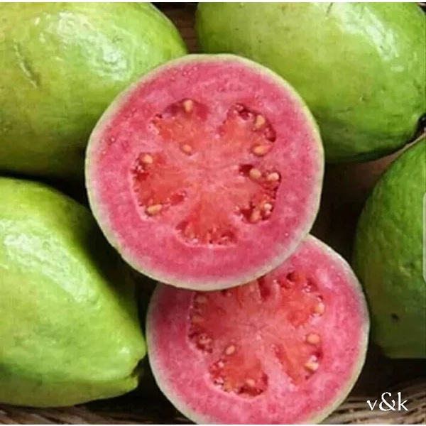 

BUAH JAMBU MERAH SEGARR PERKILO
