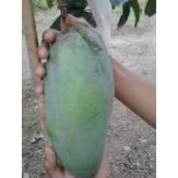 Bibit Mangga Mahatir / Tanaman Mangga Mahatir Hasil Okulasi