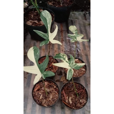 philodendron florida beauty variegata flobe var tanaman hias varigata