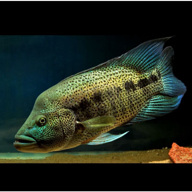 Parachromis Dovii Jumbo Guapote Rainbow Bass Wolf Cichlid