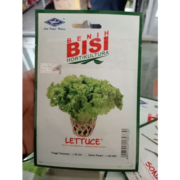 BENIH SELADA LETTUCE BENIH BISI HORTICULTURE
