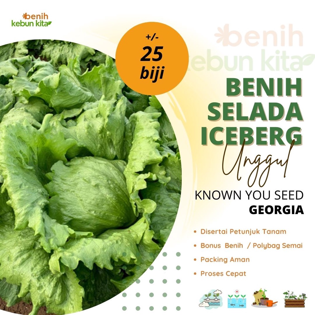 Jual 25 Biji Bibit Sayuran Selada Iceberg Head Lettuce Selada Kebab Georgia Known You Seed