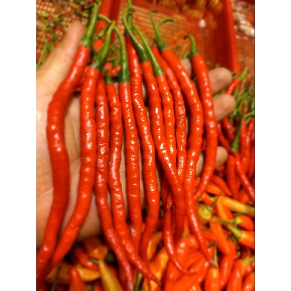 

cabe keriting merah