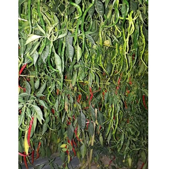 Cabe LOCKER 10 Gram - Benih Cabe Merah Keriting LOCKER - CMK LOCKER - Bibit Cabe Locker Loker ◦ PLU.