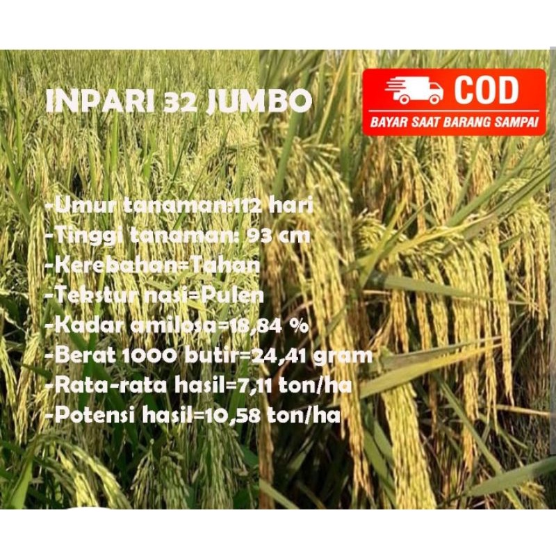 1KG BENIH PADI INPARI 32 JUMBO SUPER