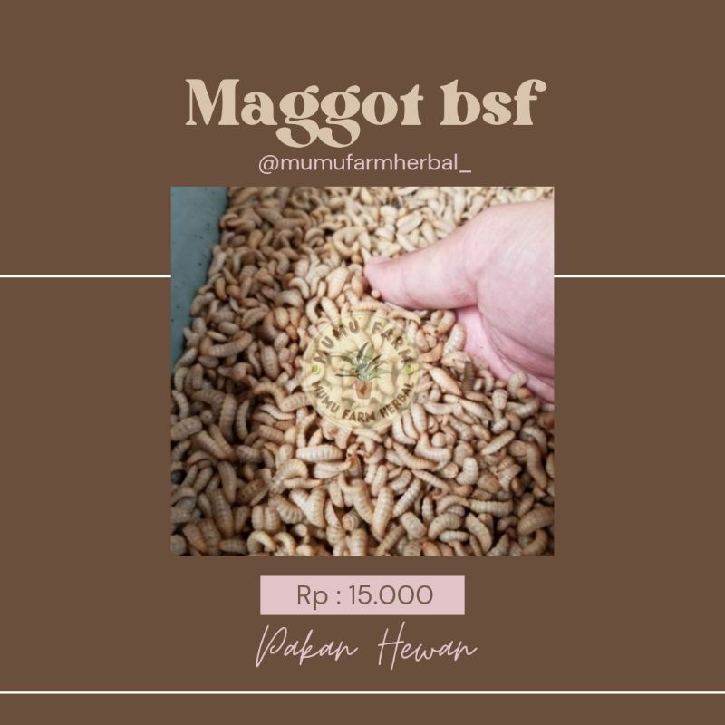 Maggot bsf hidup fresh (maggot kecil) 500gram