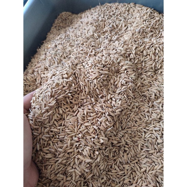 

Gabah beras putih 1kg- pakan ayam unggas burung, bisa COD