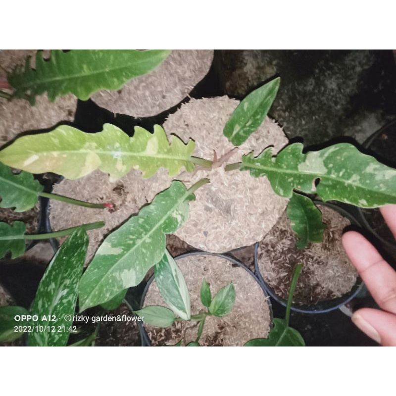 ring of fire varigata(rof)