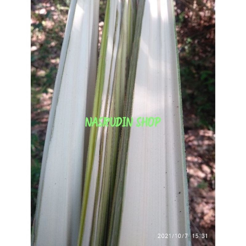 DAUN AREN MUDA 1KG / DAUN KAWUNG / DAUN KAUNG