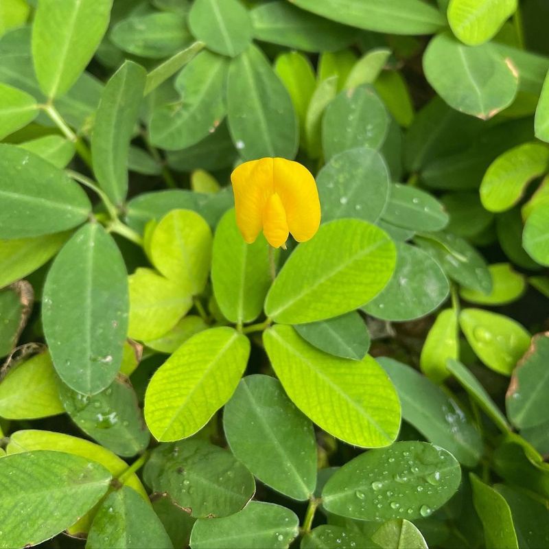 Jual Tanaman hias landep kacang kacangan / Arachis duranensis | Shopee ...