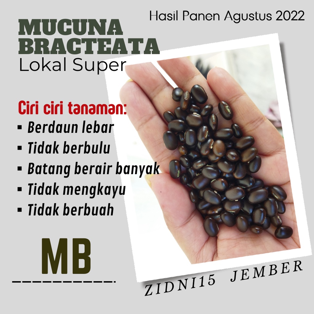 50GRAM BIJI BENIH MUCUNA BRACTEATA LOKAL SUPER MB MACONA LCC