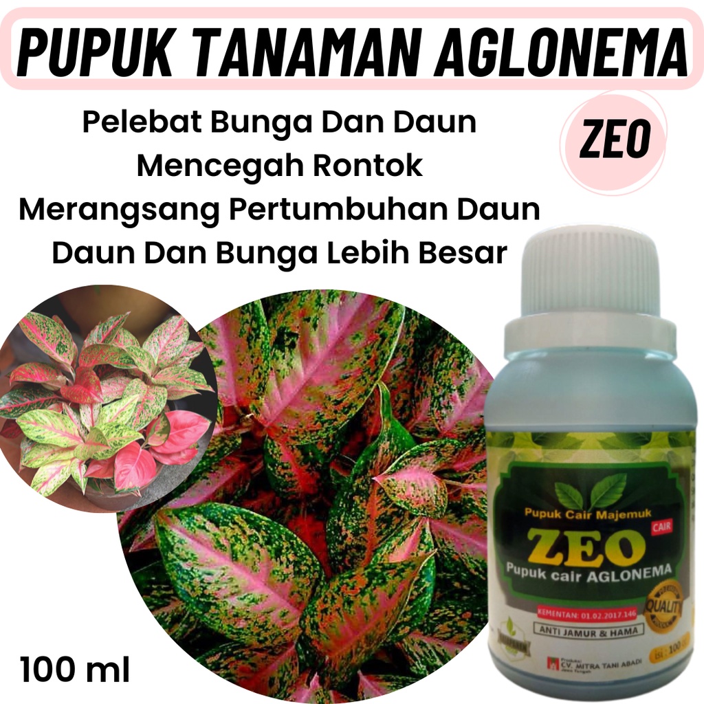 Pupuk Aglonema Untuk Daun, Pupuk Cair Aglonema Penumbuh Tunas, Pupuk Penyubur Tanaman Aglonema
