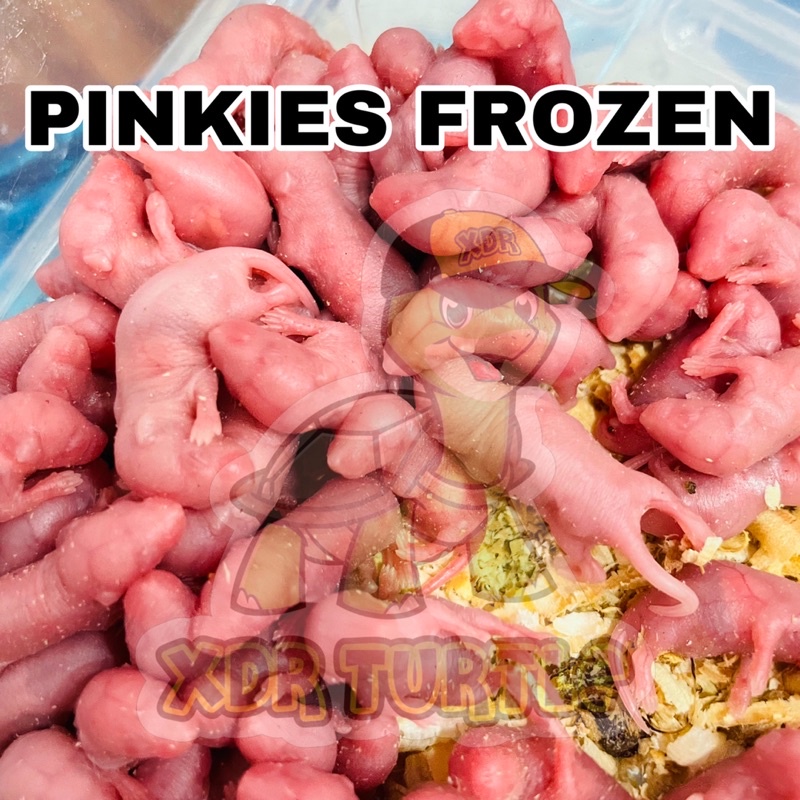 

PINKIES FROZEN ANAK TIKUS BEKU MAKANAN ULAR KADAL BIAWAK BEARDED DRAGON
